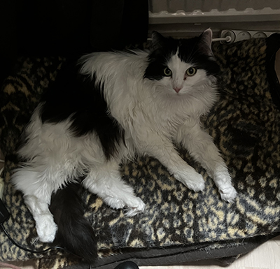 Lucifer på leopardfilten nedanför skrivbordsstolen