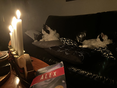 Lucifer och Citrus i soffan fjärde advent