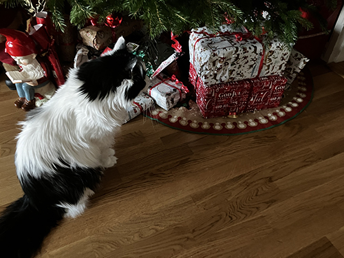 Lucifer har jagat in Citrus under granen bakom julklapparna