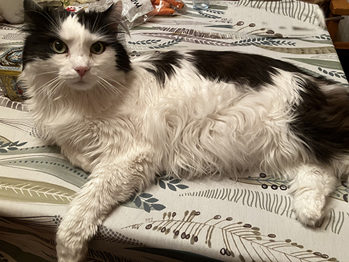 Lucifer på matbordet