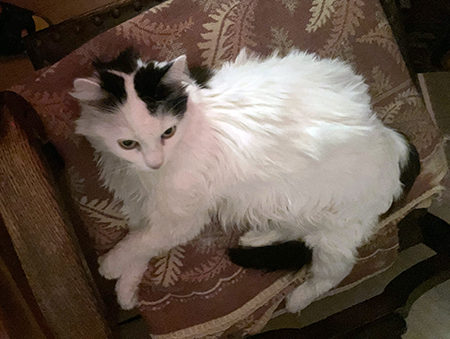 Citrus på en gammal filt i en av ekstolarna