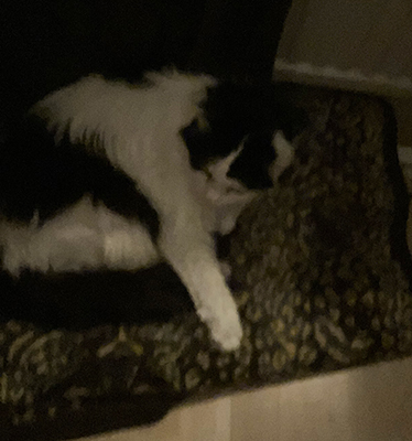 Lucifer sover på leopardfilten