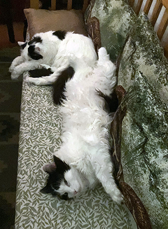 Citrus och Lucifer på kökssoffan