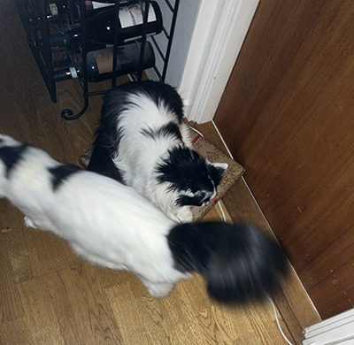 Citrus och Lucifer är nyfikna på tomtens paket 