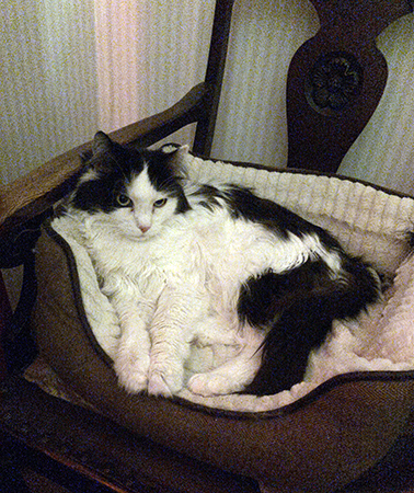 Lucifer i stora kattkorgen i en karmekstol