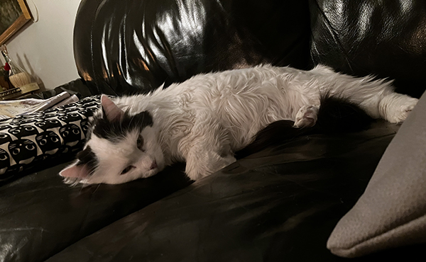 Citrus halvsover på kuddarna i soffan i Salen