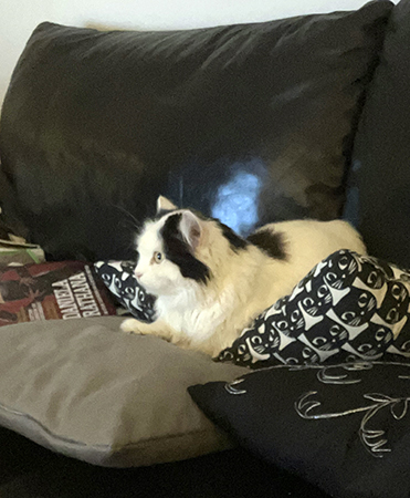 Citrus kollar på TV i soffan