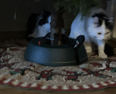 Lucifer och Citrus under granen