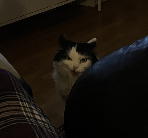 Psychokatten Lucifer