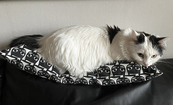 Citrus på kattkudden på soffryggstödet