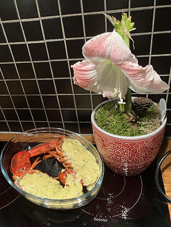 Hummer och amaryllis nyår 2022