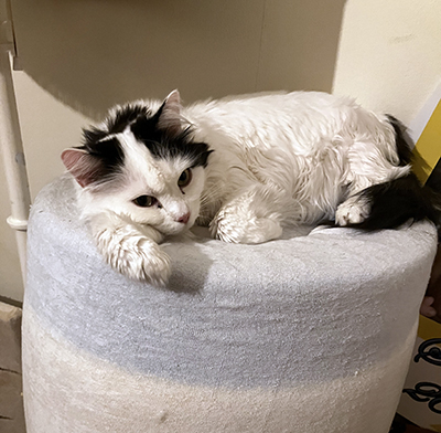 Citrus på ihoprullade madrassen