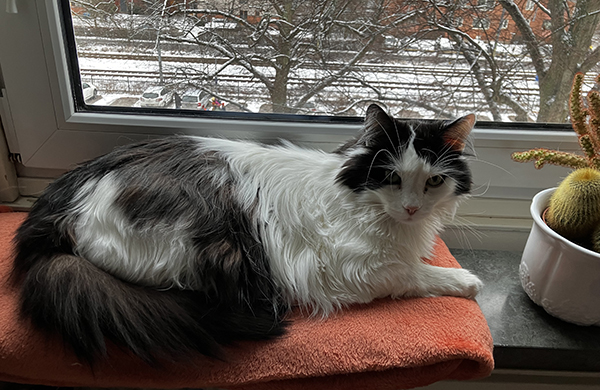 Lucifer på orange filt i fönstret