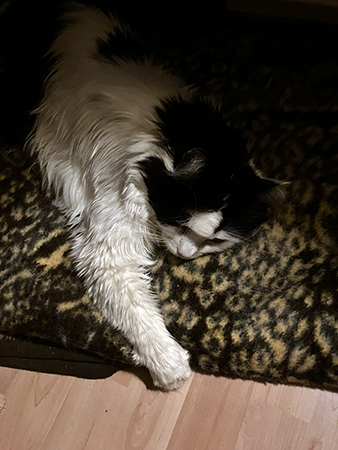 Lucifer på leopardfilten med utsträckt tass