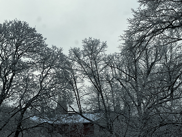 Domkyrkotornen bakom vinterträd 22 jan 2023