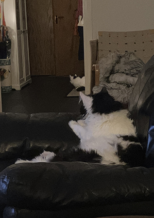 Katterna tittar mot köket