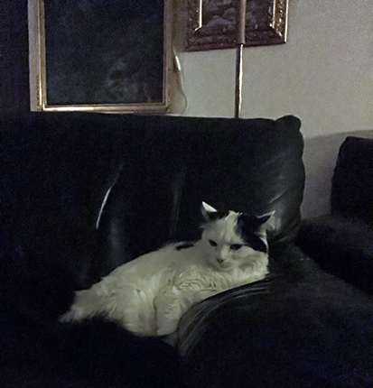 Citrus i Annas fåtölj Citrus i Annas fåtölj