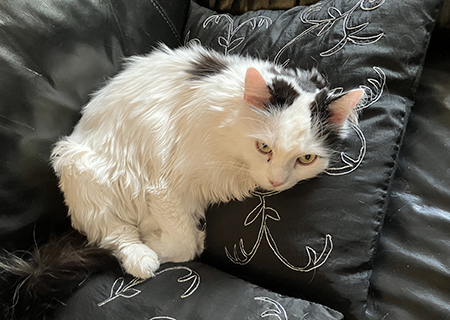 Citrus på sidenkudden