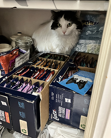 Lucifer bakom kattmaten i skafferiet