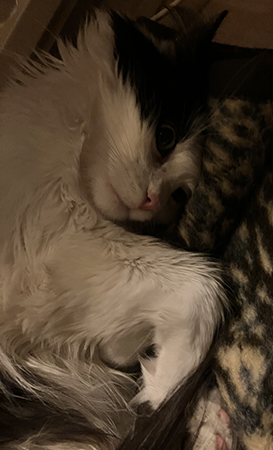 Lucifer sover på leopardfilten nedanför skrivbordet hemma