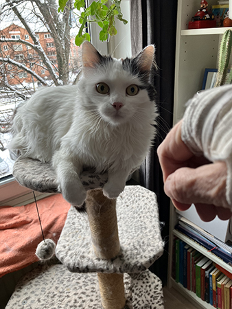 Citrus tittar misstänksamt på mitt bandage