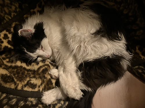 Lucifer sover på filten Lucifer sover på filten