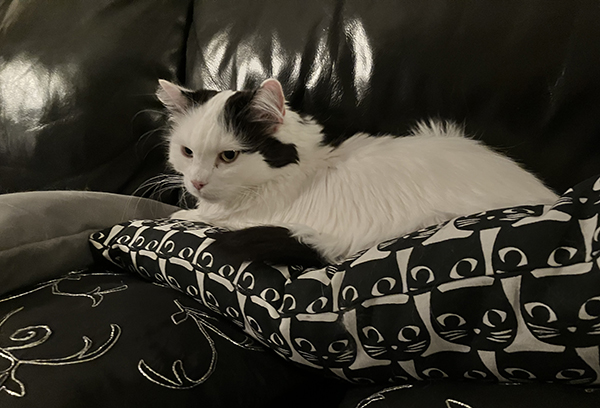 Citrus på katkudden i soffan