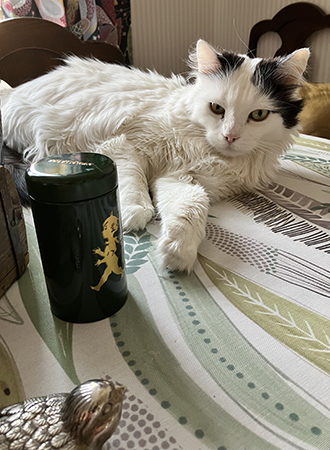 Citrus på matbordet med fågel