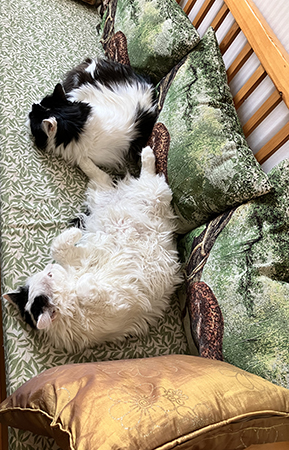 Lucifer och Citrus i kökssoffan