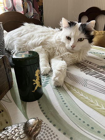 Citrus på matbordet