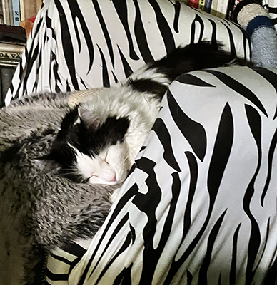 Lucifer sover i zebrafåtöljen