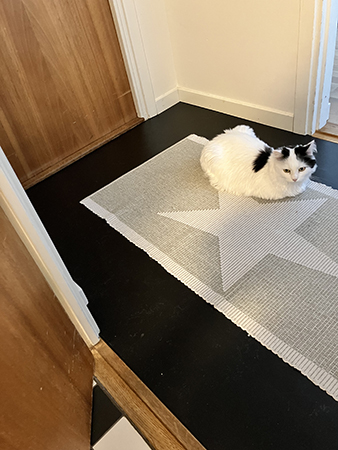 Citrus väntar i smatten utanför badrummet