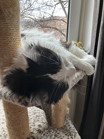 Lucifer sover på klätterpelaren