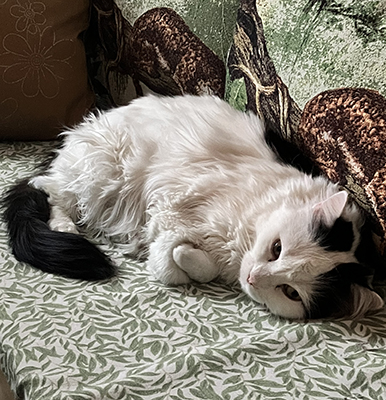 Citrus halvsover på kökssoffan