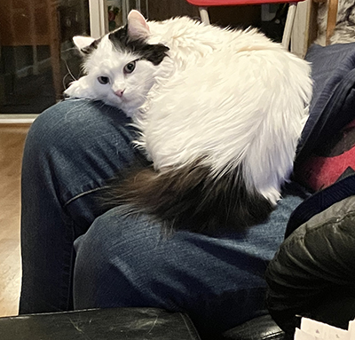 Citrus i Johans knä