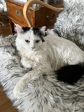 Citrus på fällen i Brunofåtölj