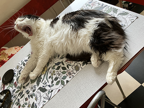 Lucifer gäspar på köksbordet