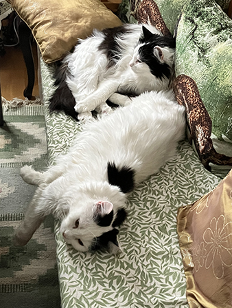 Lucifer och Citrus på kökssoffan L bortvänd