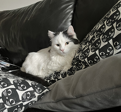 Citrus bland soffkuddarna