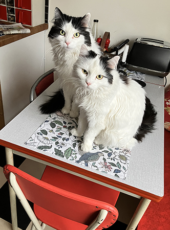 Lucifer och Citrus på köksbordet