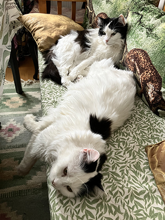 Lucifer och Citrus på kökssoffan sura katter