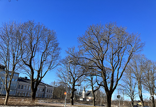 Träd mot blå himmel