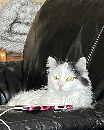 Citrus i Annas fåtölj med Annas mobil