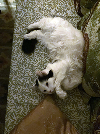 Citrus på kökssoffan