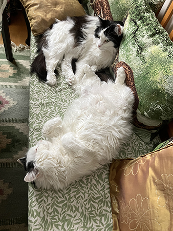 Lucifer och Citrus på kökssoffan Citrus på rygg