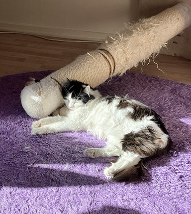 Lucifer i solen sover mot fallen klöspelare