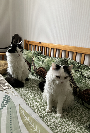 Lucifer och Citrus sitter på kökssoffan