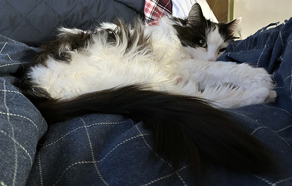 Lucifer på sin filt i sovrummet