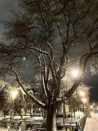 Vinterträd Haglunds bro