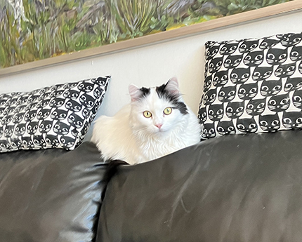 Citrus mellan kattkuddarna tittar in i kameran